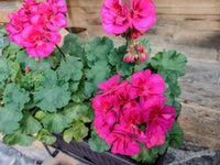 Dark Pink Geranium Pelargonium Flower Seeds for Planting Shade Tolerant Heirloom & GMO Free Seeds for Home Garden
 
 Sale