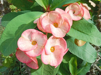 Pale Pink Euphorbia Milii Flower seeds for Planting Fragrant Blossoms Heirloom & GMO Free Seeds for Home Garden 
 
 Sale