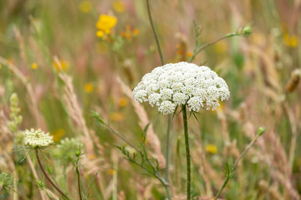 Ammi Visnage Flower seeds for Planting Shade Tolerant Heirloom & GMO Free Seeds for Home Garden