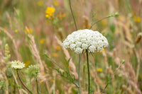 Ammi Visnage Flower seeds for Planting Shade Tolerant Heirloom & GMO Free Seeds for Home Garden