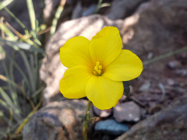 Yellow Linum Flavum Flower seeds for Planting - Shade Tolerant, Heirloom & GMO Free Seeds for Home Garden
