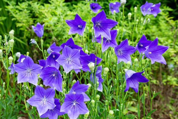 Balloon Goluboy Flower seeds for Planting Premium Quality Heirloom & GMO Free Seeds for Home Garden