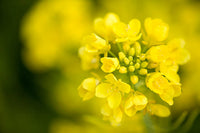 Canola Oil Flower seeds for Planting Hardy Variety Heirloom & GMO Free Seeds for Home Garden