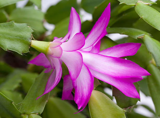 Violet Zygocactus Truncatus Flower seeds for Planting - Compact Growth, Heirloom & GMO Free Seeds for Home Garden