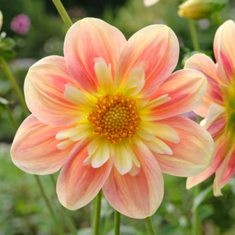 Collarette Dahlia Flower seeds for Planting - Vibrant Colors, Heirloom & GMO Free Seeds for Home Garden