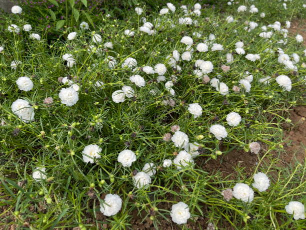 White MossRose Flower seeds for Planting Colorful Display Heirloom & GMO Free Seeds for Home Garden 
 
 Sale