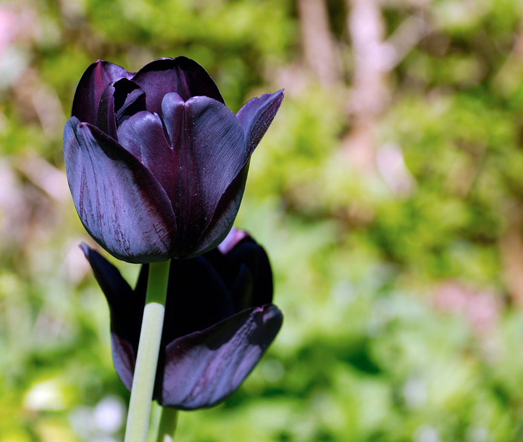 Black Tulip Flower Seeds for Planting Seasonal Bloomer Heirloom & GMO Free Seeds for Home Garden