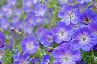 Geranium Pratense Flower seeds for Planting Compact Growth Heirloom & GMO Free Seeds for Home Garden