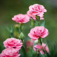 Pink Caryophyllus Flower seeds for Planting - Shade Tolerant, Heirloom & GMO Free Seeds for Home Garden