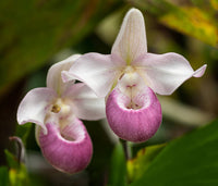 Lady's Slipper Flower seeds for Planting - Compact Growth, Heirloom & GMO Free Seeds for Home Garden