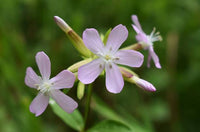 Saponaria Flower seeds for Planting - Bright Blooms, Heirloom & GMO Free Seeds for Home Garden