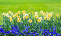 Blue Yellow Daffodils Flower seeds for Planting - Premium Quality, Heirloom & GMO Free Seeds for Home Garden