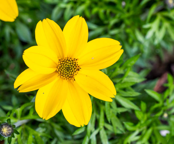 Yellow Sanvitalia Flower seeds for Planting - Shade Tolerant, Heirloom & GMO Free Seeds for Home Garden