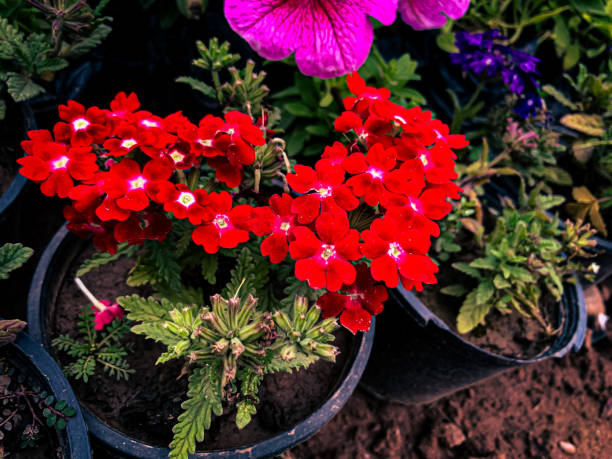 Red Verbena Flower seeds for Planting Perfect for Borders Heirloom & GMO Free Seeds for Home Garden
 
 Sale