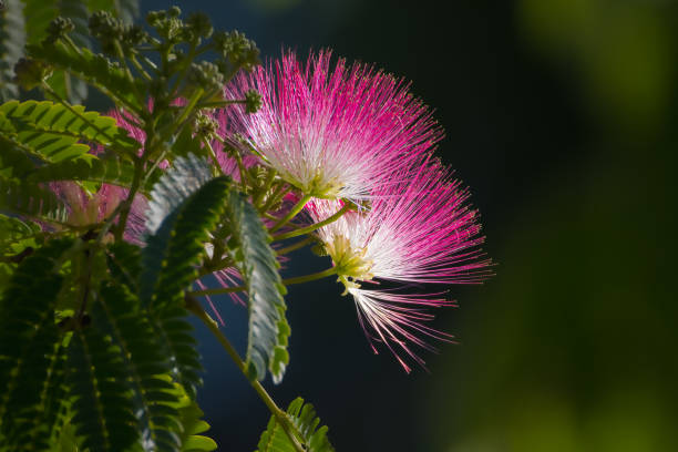 Albizia Flower seeds for Planting Colorful Display Heirloom & GMO Free Seeds for Home Garden 
 
 Sale