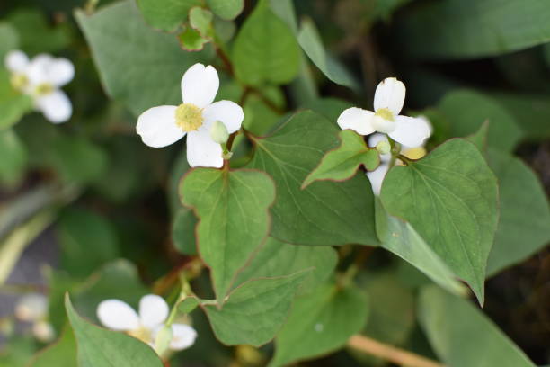 Houttuynia Flower seeds for Planting Perfect for Borders Heirloom & GMO Free Seeds for Home Garden