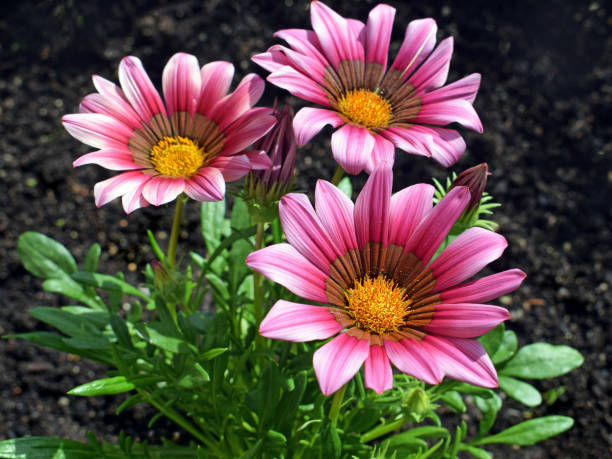 Pink Yellow Gazania Flower seeds for Planting Premium Quality Heirloom & GMO Free Seeds for Home Garden 
 
 Sale