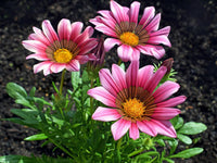 Pink Yellow Gazania Flower seeds for Planting Premium Quality Heirloom & GMO Free Seeds for Home Garden 
 
 Sale