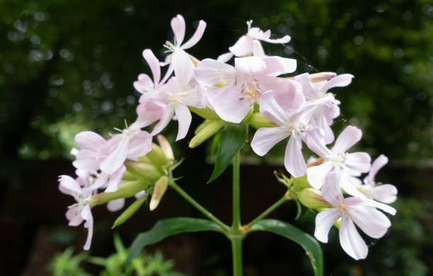 Saponaria Flower seeds for Planting - Bright Blooms, Heirloom & GMO Free Seeds for Home Garden