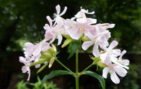 Saponaria Flower seeds for Planting - Bright Blooms, Heirloom & GMO Free Seeds for Home Garden