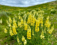 Light Yellow Lupine Flower seeds for Planting Sun Loving Heirloom & GMO Free Seeds for Home Garden
 
 Sale