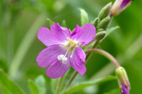 Epilobium Parviflorum Flower seeds for Planting - Seasonal Bloomer, Heirloom & GMO Free Seeds for Home Garden
