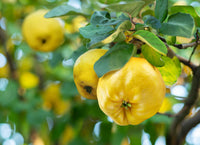 Yellow Quince Seeds for Planting  Grow Your Own Fruit
