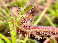 Green Sundew Clip Flower seeds for Planting - Bright Blooms, Heirloom & GMO Free Seeds for Home Garden