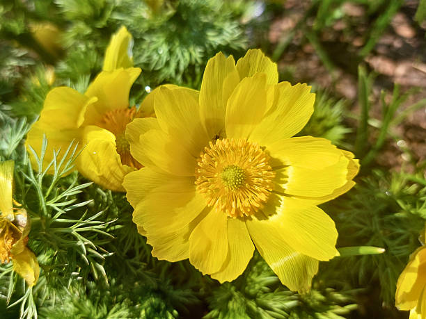 Yellow Adonis Flower seeds for Planting - Cottage Garden Essential, Heirloom & GMO Free Seeds for Home Garden