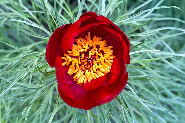 Tenuifolia Flower seeds for Planting Seasonal Bloomer Heirloom & GMO Free Seeds for Home Garden 
 
 Sale