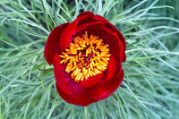 Tenuifolia Flower seeds for Planting Seasonal Bloomer Heirloom & GMO Free Seeds for Home Garden 
 
 Sale