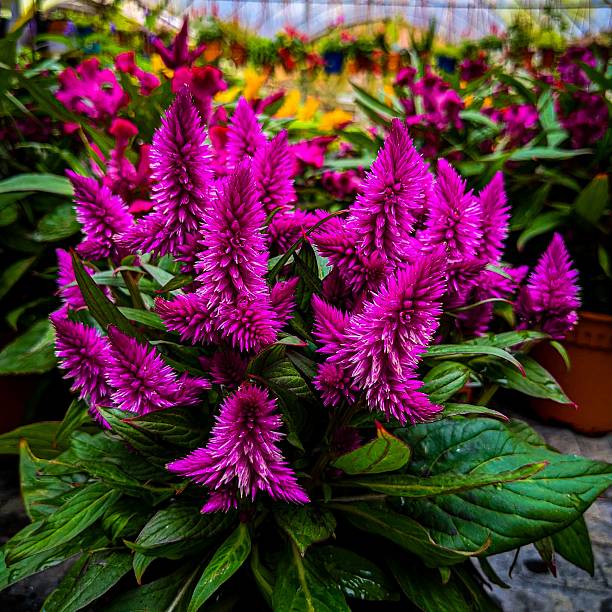 Pink Celosia Caracas Flower seeds for Planting Seasonal Bloomer Heirloom & GMO Free Seeds for Home Garden
 
 Sale