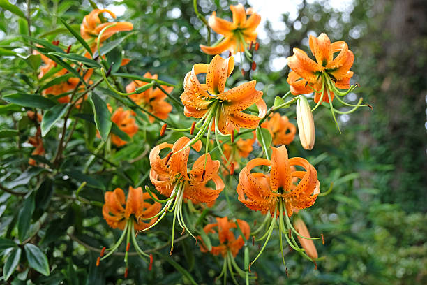 Lilium Martagon Flower seeds for Planting - Fragrant Blossoms, Heirloom & GMO Free Seeds for Home Garden