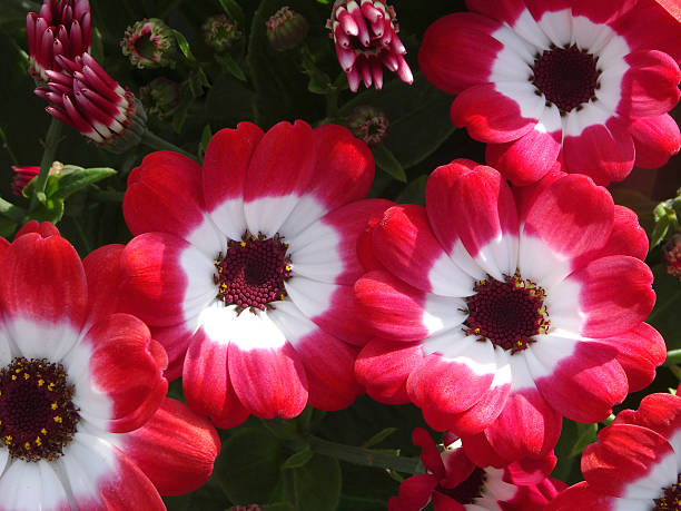 Red Cineraria Flower seeds for Planting Fragrant Blossoms Heirloom & GMO Free Seeds for Home Garden 
 
 Sale
