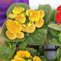 Yellow Gloxinia Flower Seeds Planting