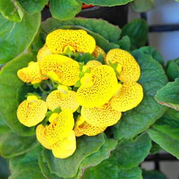 Yellow Gloxinia Flower Seeds Planting