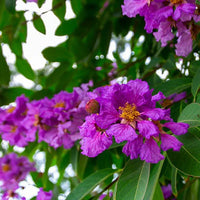 Lagerstroemia Flower seeds for Planting Premium Quality Heirloom & GMO Free Seeds for Home Garden 
 
 Sale
