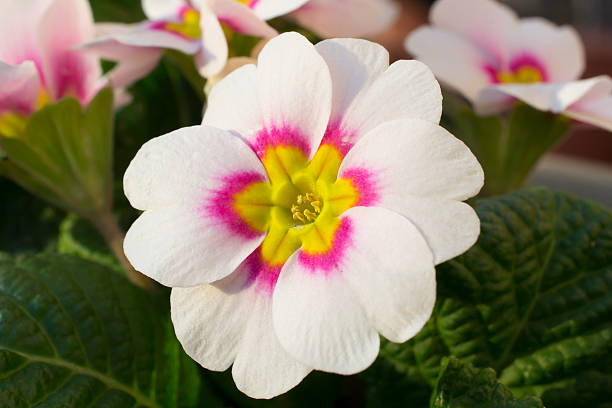White Pink Primula Malacoides Seeds Flower seeds for Planting Vibrant Colors Heirloom & GMO Free Seeds for Home Garden