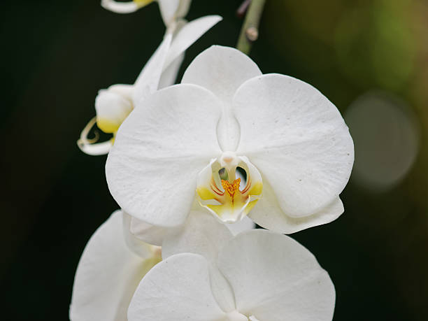 White Butterfly Orchid Flower seeds for Planting Easy to Grow Heirloom & GMO Free Seeds for Home Garden 
 
 Sale