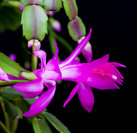 Zygocactus Purple Flower seeds for Planting - Shade Tolerant, Heirloom & GMO Free Seeds for Home Garden