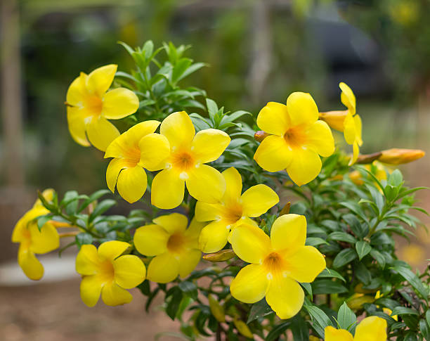 Beautiful Allamanda Flower seeds for Planting Garden Favorite Heirloom & GMO Free Seeds for Home Garden 
 
 Sale