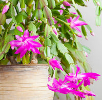 Purple Zygocactus Truncatus Flower seeds for Planting - Sun Loving, Heirloom & GMO Free Seeds for Home Garden