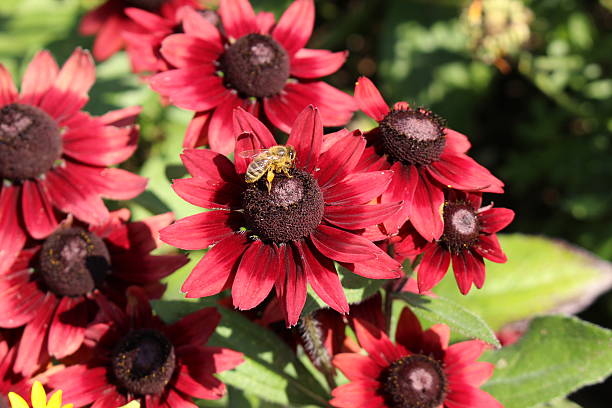 Red Rudbeckia Flower seeds for Planting - Compact Growth, Heirloom & GMO Free Seeds for Home Garden