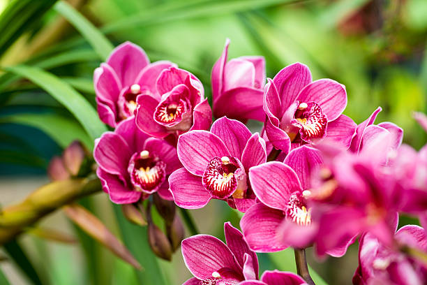 Nema Cymbidium Orchid Flower seeds for Planting - Drought Tolerant, Heirloom & GMO Free Seeds for Home Garden