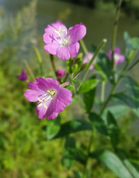 Epilobium Parviflorum Flower seeds for Planting - Seasonal Bloomer, Heirloom & GMO Free Seeds for Home Garden