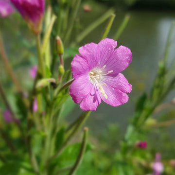 Epilobium Parviflorum Flower seeds for Planting - Seasonal Bloomer, Heirloom & GMO Free Seeds for Home Garden