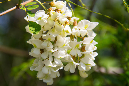 White Acacia Perennial Flower Seeds for Planting Pollinator Friendly Heirloom & GMO Free Seeds for Home Garden
 
 Sale