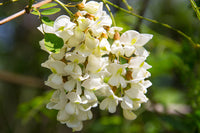 White Acacia Perennial Flower Seeds for Planting Pollinator Friendly Heirloom & GMO Free Seeds for Home Garden
 
 Sale