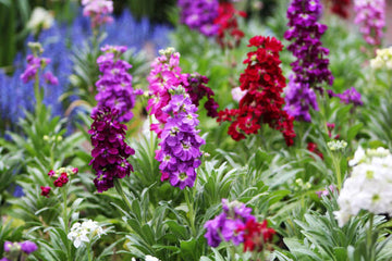 Violet Matthiola Incana Plant Seeds: Premium Quality Flower Seeds for Vibrant Gardens and Effortless Planting