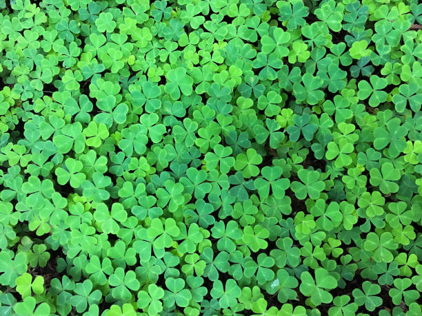 Irish Clover Shamrock Seeds – Heirloom Non-GMO Flowers for Garden Planting